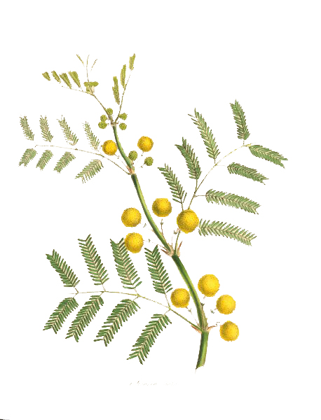 Acacia